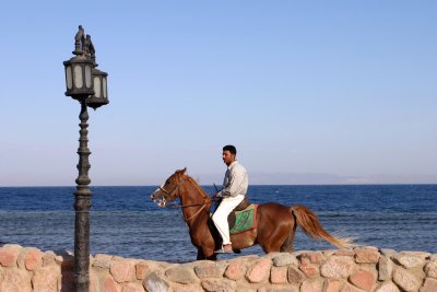 Pferde und Strand auf Mallorca